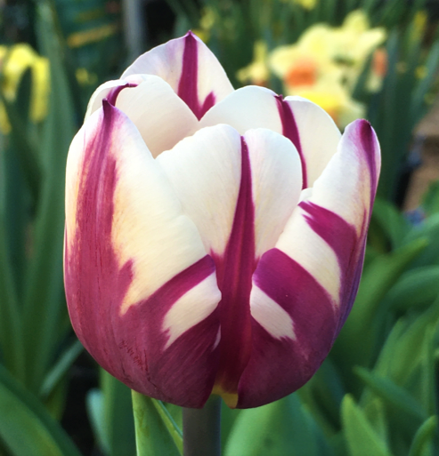 Tulip Rems Favourite